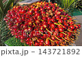 A close-up shot of oil palm fruit fresh bunches displayed on a table. The fruits are shown to the public for educational and agricultural learning purposes. 143721892