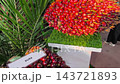 A close-up shot of oil palm fruit fresh bunches displayed on a table. The fruits are shown to the public for educational and agricultural learning purposes. 143721893