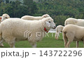 A group of white sheep wearing brightly colored tied ribbons around their necks roaming freely across a lush green farm meadow. Farm and nature concept 143722296