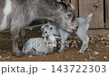 A mother goat gently licking and washing her adorable baby kid goats on the farm in a tender maternal caring scene. Farm and nature concept 143722303