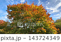 Golden maple leaves glowing in sunlight against a deep blue sky. 143724349