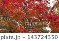 Golden maple leaves glowing in sunlight against a deep blue sky. 143724350