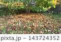 Yellow maple leaves scattered across green grass in autumn 143724352