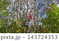 Northern autumn landscape with yellow leaves and blue sky. 143724353