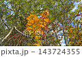 Northern autumn landscape with yellow leaves and blue sky. 143724355