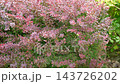 Front yard with purple Barberry growing. Garden path made of natural stones, gravel. Huge landscaping trend. Lawn, shrubbery in the backyard. Scenic of nice landscaped. Home design. Garage driveway 143726202