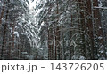 Driving Through a Snow-clad Forest. Magic Car Trip on the Road by Pine Forest Covered by Snow. Front View from Car Passenger Window. Winter Nordic Rural Landscape. Traveling. Cold Season. Snowy Wood 143726205