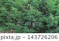 Cypress genus Juniper medium Gold Kissen in the yard pathway. Landscaping, path design. Decorative conifer Evergreen Juniperus squamata Green Carpet. Ornamental dwarf blue silver plant. Stone garden 143726206