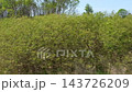 Car in motion passenger side window pov panorama view. Auto speeding on a road. Highway along green forest, fields in summer. Tourism, travel, journey concept. Beautiful nature landscape. Train trip 143726209
