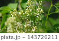 Beautiful lilac flowers with selective focus. White lilac flower buds with blurred green leaves. Spring blossom. Blooming lilac bush with tender tiny flower. Lilac flowers on the bush. Summer time. 143726211