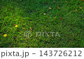 Autumn Scene. Falling colorful Leaves. Trees in autumnal Park. Fall. Slow Motion. Golden foliage on ground. Beautiful fall nature outdoors. Trees in background. Yellow leaves on green grass 143726212