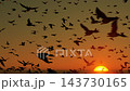Sunset silhouette birds 143730165