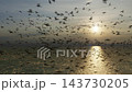 Birds flying over the sea 143730205