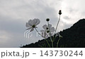スローモーションで揺れるピンクと白のコスモス畑 143730244