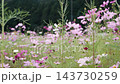 スローモーションで見るコスモスの花びらの揺らぎ 143730259