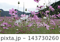 スローモーションで見るコスモスの花びらの揺らぎ 143730260