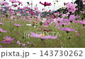 スローモーションで見るコスモスの花びらの揺らぎ 143730262