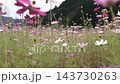 スローモーションで見るコスモスの花びらの揺らぎ 143730263