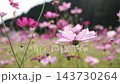 スローモーションで見るコスモスの花びらの揺らぎ 143730264