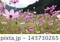 スローモーションで見るコスモスの花びらの揺らぎ 143730265