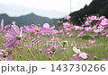 スローモーションで見るコスモスの花びらの揺らぎ 143730266