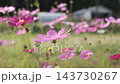 スローモーションで見るコスモスの花びらの揺らぎ 143730267