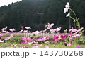 スローモーションで見るコスモスの花びらの揺らぎ 143730268