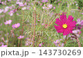 スローモーションで見るコスモスの花びらの揺らぎ 143730269