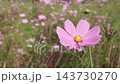 スローモーションで見るコスモスの花びらの揺らぎ 143730270