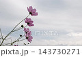 スローモーションで見るコスモスの花びらの揺らぎ 143730271
