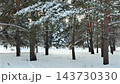 A snow-covered pine grove in a winter park with heavy white snow resting on evergreen branches and a clean snow-carpeted ground. High quality 4k footage 143730330