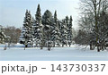 A group of tall, majestic fir and spruce trees heavily laden with fresh white snow standing in a tranquil winter park field. High quality 4k footage 143730337