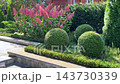 A sunlit garden terrace featuring spherical topiary evergreens and vibrant pink panicle hydrangeas along a paved stone walkway. High quality 4k footage 143730339