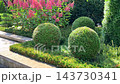 A beautifully landscaped autumn garden featuring spherical topiary shrubs and vibrant pink panicle hydrangeas in full bloom beside a stone path. High quality 4k footage 143730341