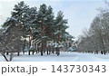 A tranquil snow-covered winter park featuring tall pine trees dusted with fresh snow alongside bare deciduous trees under an overcast sky. High quality 4k footage 143730343