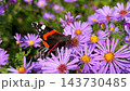 A Red Admiral butterfly gathering nectar among a vibrant field of blooming purple aster flowers in a sunlit autumn garden. High quality 4k footage 143730485