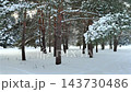 A snow-covered pine grove in a winter park with heavy white snow resting on evergreen branches and a clean snow-carpeted ground. High quality 4k footage 143730486