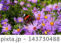 A Red Admiral butterfly feeding on vibrant purple autumn aster flowers in full bloom under bright sunny garden light. High quality 4k footage 143730488