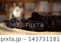 のんびりひなたぼっこするキジ猫と、オバケ寝をする黒猫 143731181