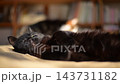 のんびりひなたぼっこするキジ猫と、オバケ寝をする黒猫 143731182