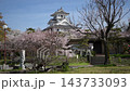 桜咲く春の長浜城公園を散歩するキジ猫 （滋賀県長浜市, 2026年4月） 143733093