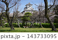 桜咲く春の長浜城公園を散歩するキジ猫 （滋賀県長浜市, 2026年4月） 143733095