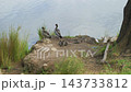 Footage of a family of Australian Wood Ducks foraging for food on the bank of the Nepean River in the Western Sydney town of Penrith in New South Wales, Australia 143733812
