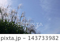 秋日晴空下，蒲葦在逆光中閃閃發光，映襯著湛藍的秋日天空。 143733982