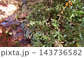 A small river 143736582