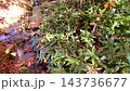 A stream in nature 143736677