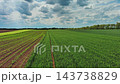 Green agricultural fields with young crop rows 143738829