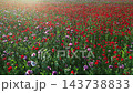 Field of blooming red poppies at sunset in sun beams 143738833