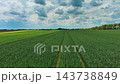 Green wheat field stretching to horizon under blue sky with white clouds 143738849