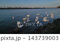 Flock of white swans swimming and feeding 143739003